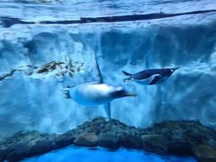 -芜湖新华联大白鲸海洋公园