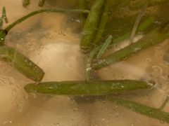 莼菜鱼圆汤-新聚丰菜馆(太监弄店)