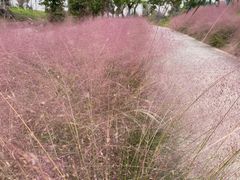 -白鹭湾湿地公园