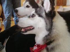 -Husky Go! 哈士奇体验馆·宠物咖啡厅狗咖