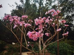 -广西壮族自治区药用植物园