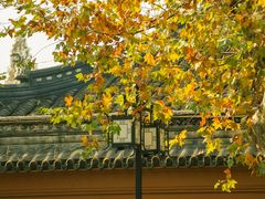 -苏州文庙(姑苏区)