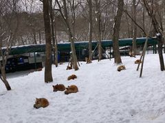 -宫城藏王狐狸村