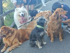 -武陵山森林公园