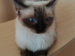 -鼓捣猫呢主题猫咖店