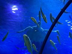 -太平洋海底世界