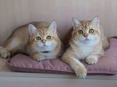 -70cat德文卷毛猫·缅因猫纯种猫舍