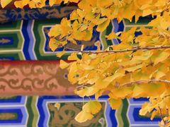 -遵化市禅林寺古银杏风景园