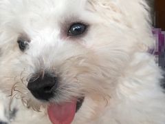 -翊宠yipet猫狗购宠庄园犬舍•猫舍