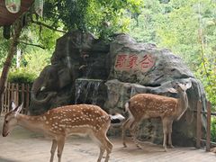 -野象谷景区
