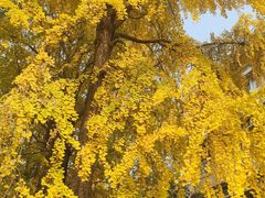 -四川大学(望江校区)