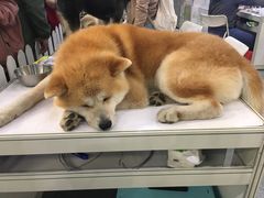 -东浩兰生上海世博展览馆