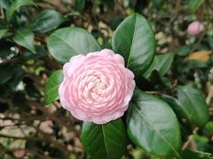 -中国科学院华南植物园