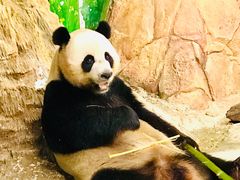 -广州长隆野生动物世界