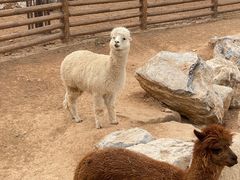 -太原动物园