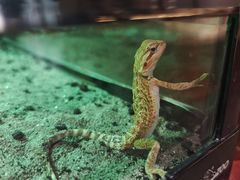 -帕帕拉兹宠物(亚洲旗舰店)