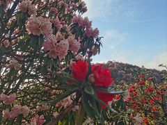 -贵州百里杜鹃风景名胜区
