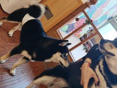 -豆柴町-柴犬主题狗咖(红鼎国际C座店)