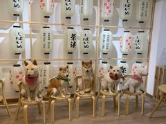 -柴迷FANS CLUB·柴犬狗咖·猫咖