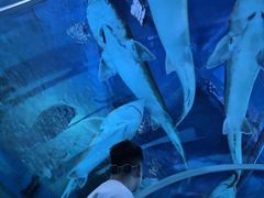 -西双版纳原始森林公园