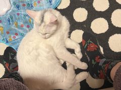 -纳吉亚猫专科动物诊疗中心(蒋宅口分院)