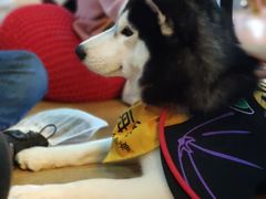 -Husky Go! 哈士奇体验馆·宠物咖啡厅狗咖