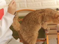 -平行世界·猫咖(首经贸店)