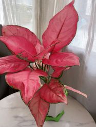 点击看大图 -尚艺造型.剪烫染.接发