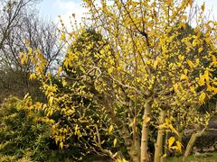 -三圣花乡旅游区