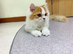 饺子-猫和宫(六道口店)