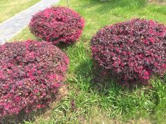 -呼吸森林·生态农庄农家乐私房菜