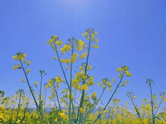 -光明小镇欢乐田园