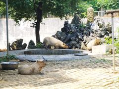 -合肥野生动物园