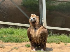 -西霞口神雕山野生动物世界