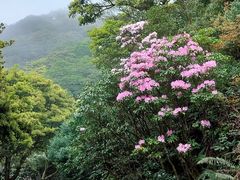 -梧桐山风景名胜区