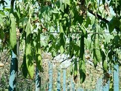 -东方巨龟苑景区