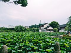 -鲁镇