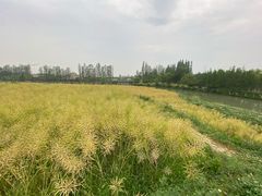 -乌村