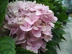 -% Arabica阿拉比卡咖啡(深圳湾万象城店)