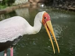 -吉隆坡雀鸟公园
