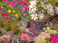 -金陵花卉交易市场