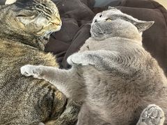 -喵园·猫主题咖啡厅·撸猫·猫咖(国贸店)