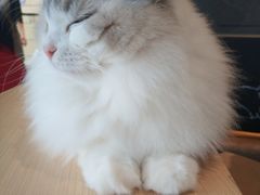 -瞄一喵猫咖(格力海岸店)