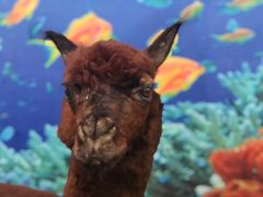 -郑州自然博物馆(惠济区)