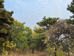 -北京西山国家森林公园