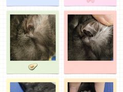 -佳雯宠物医院(金华南路分院)