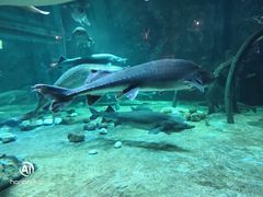 -华夏文旅海洋公园