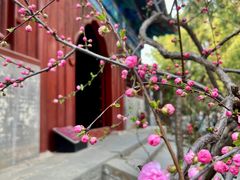 -大觉寺-停车场