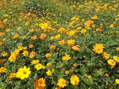 -芒洲湿地公园