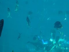 -瑞德姆美人鱼海底演艺主题餐厅(亚龙湾店)